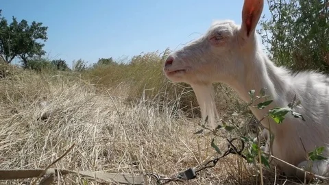 White domestic chilling in grass. Close up Stock Footage 80757860