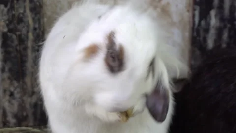 White domestic rabbit Stock Footage 137458262