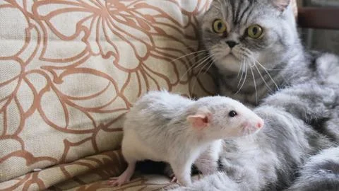 White domestic rat and gray cat Stock Photos