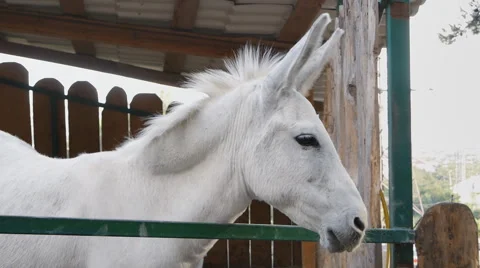 White Donkey 1 Stock Footage 52435693