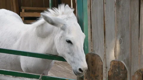 White Donkey 2 Stock Footage 52435694