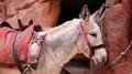 White donkey in ancient city of Petra, Jordan HD Footage