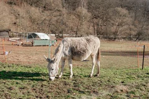 A white donkey eats grass in a field fenced Foto stock