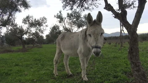 A white donkey in the field. (1) Stock Footage 48000926