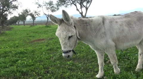 A white donkey in the field. (2) Vidéo 48012649