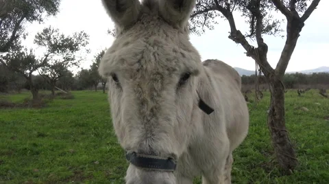 A white donkey in the field. (3) Stock Footage 48013099