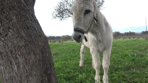 A white donkey in the field. (4) Vidéo 48013510