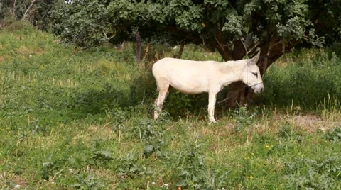 White donkey in field 스톡 동영상 22339763