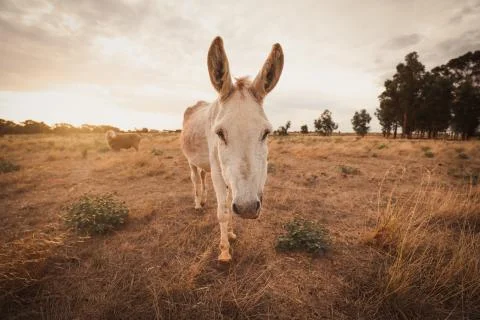White donkey in a field surrounded by greenery under sunlight and a cloudy sk Stock Photos