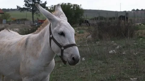 White donkey in freedom Stock Footage 167408428
