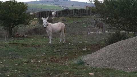 White donkey in freedom Stock Footage 167408492