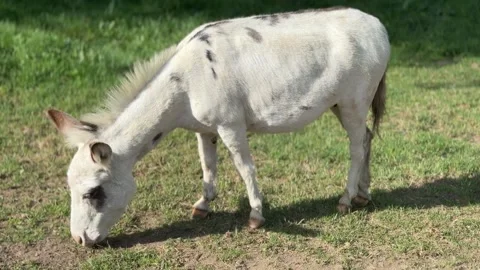 White Donkey Grazing in a Field Stock Footage 285651801