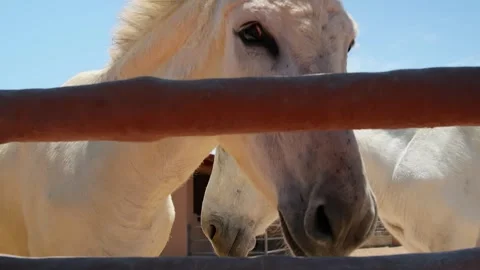 White donkey peering through rusty fence, close up portrait in sunlight Vídeos de archivo 348309943