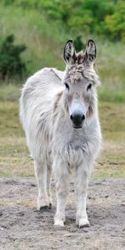 White donkey Foto stock