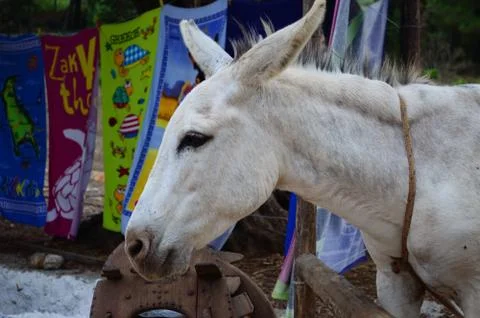 White donkey Stock Photos