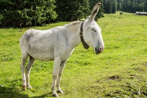 White donkey Stock Photos