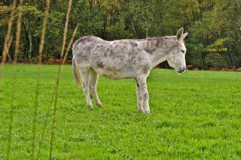 White donkey Stock Photos