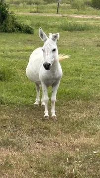 White donkey Stock Photos