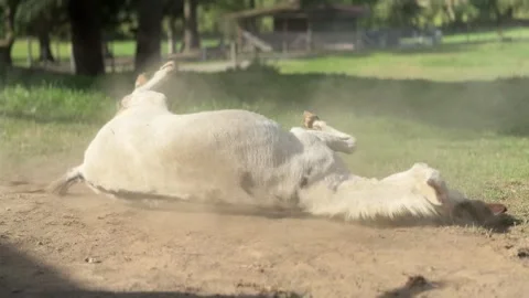 A White Donkey Rolling in the Dirt Stock Footage 285652046