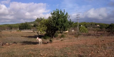 White donkey under a tree Stock Footage 98387219