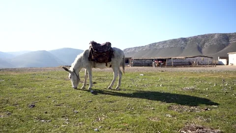 A white donkey in a village Video stock 245895642
