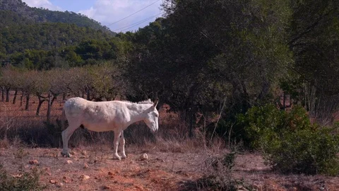 White donkey walking Stock Footage 98388674