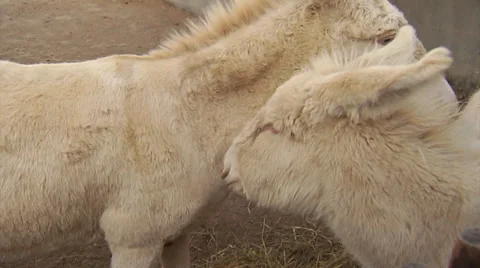 White donkeys 動画素材 31289347