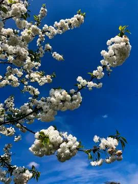 White Double Cherry Blossoms Against Blue Sky Stock Photos
