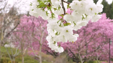 White double cherry blossoms blooming in the park Stock Footage 144907423