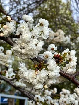 White Double Cherry Blossoms Blooming on Tree Branch in Spring Stock Photos