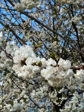 White Double Cherry Blossoms in Spring Stock Photos