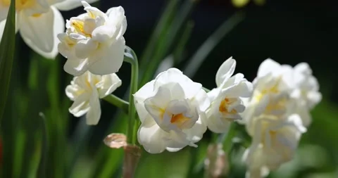 White double daffodils swaying gently in the wind Stock Footage 330683603