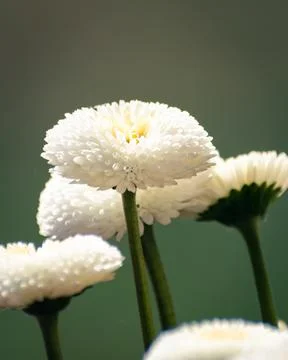 White double daisies background Stock Photos