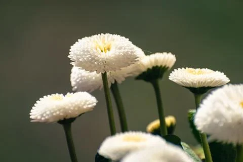 White double daisies background Stock Photos