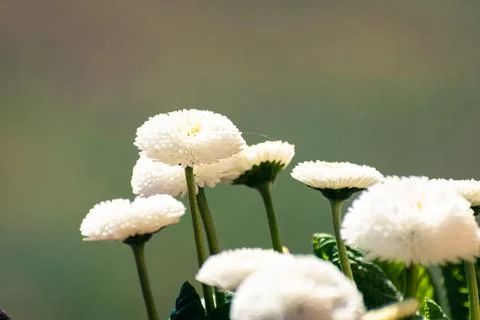 White double daisies background Stock Photos