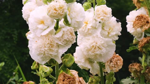 White double hollyhock flowers bloom on tall stems in the summer garden. 스톡 동영상 340533435