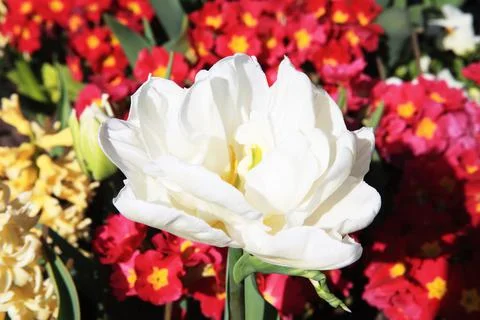 White double tulip Фото