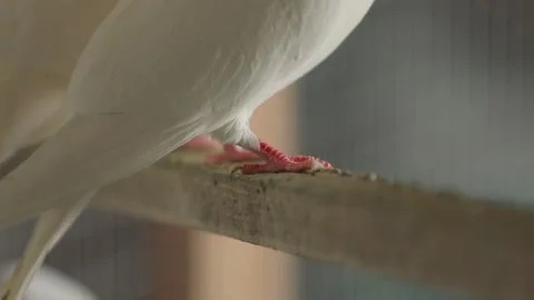 The white dove is alone on the perch. Close-up of paws and a panorama of body. Stock Footage 141307480