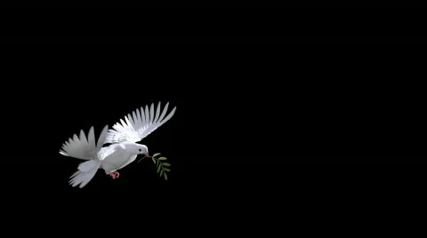 White Dove and olive branch Stock Footage