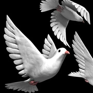 White Dove Bird 3D Model