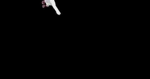 White dove bird flying Stock Footage