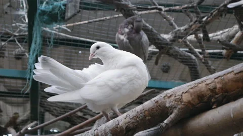 White Dove Bird Stock Footage 52436291