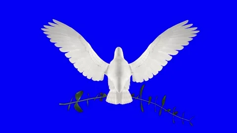 White Dove Bird with Green Olive Branch ... | Stock Video | Pond5