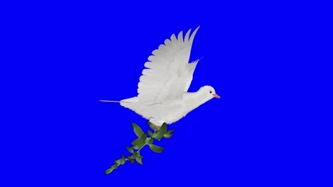 White Dove Bird with Green Olive Branch ... | Stock Video | Pond5