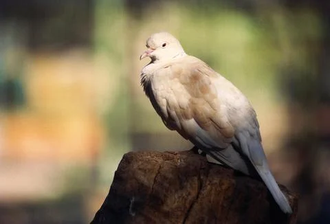 White dove bird Foto stock