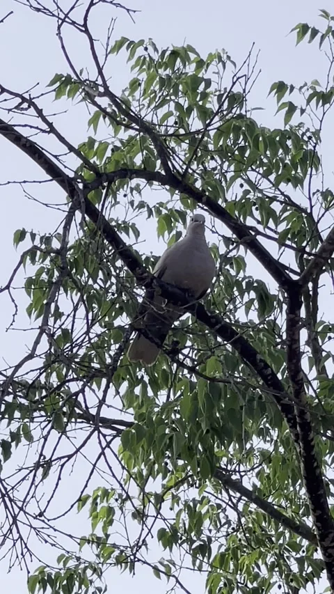 White Dove Bird on Tree Branch – Wildlife Nature Background Video Vídeo Stock 333277401
