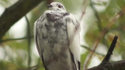 White dove on a branch 스톡 동영상 44499086