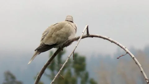 White dove on branch Video stock 302610262
