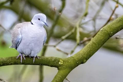 White dove on a branch Stock Photos