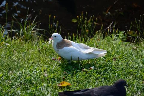 White dove with bread 2 Stockfoto's